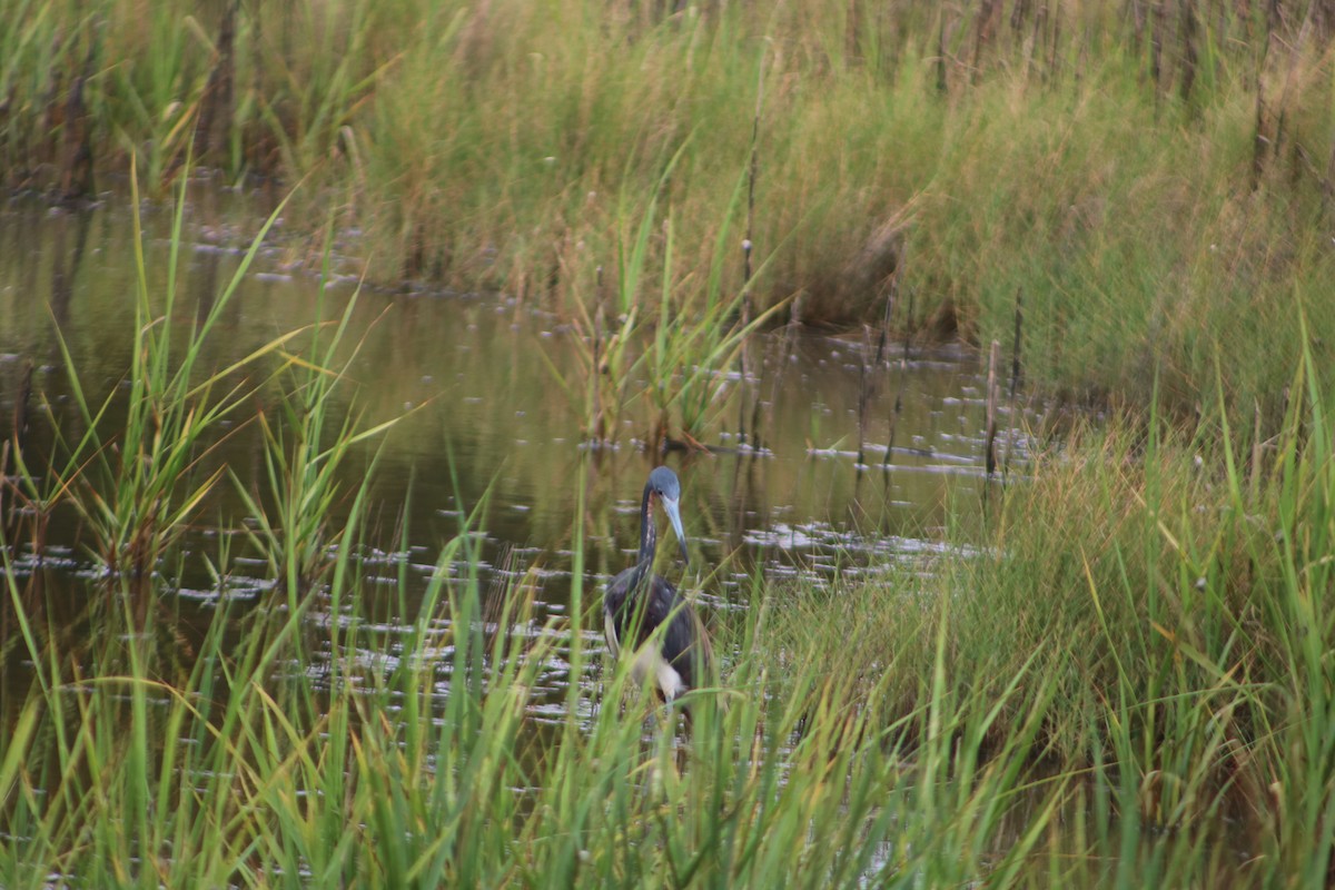 Tricolored Heron - ML622223025