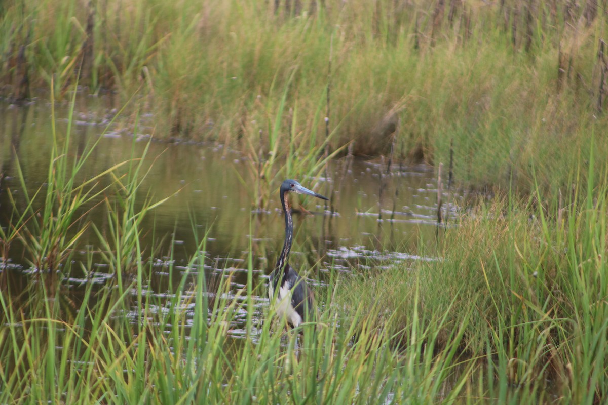 Tricolored Heron - ML622223028