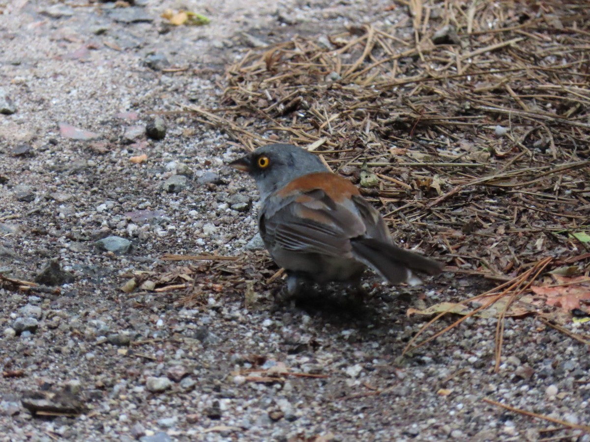 Junco Ojilumbre - ML622223047