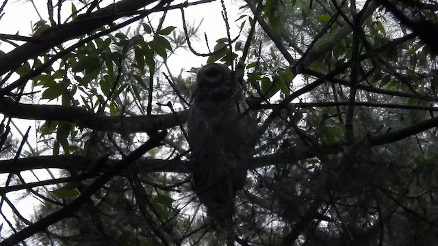 Barred Owl - ML622223060