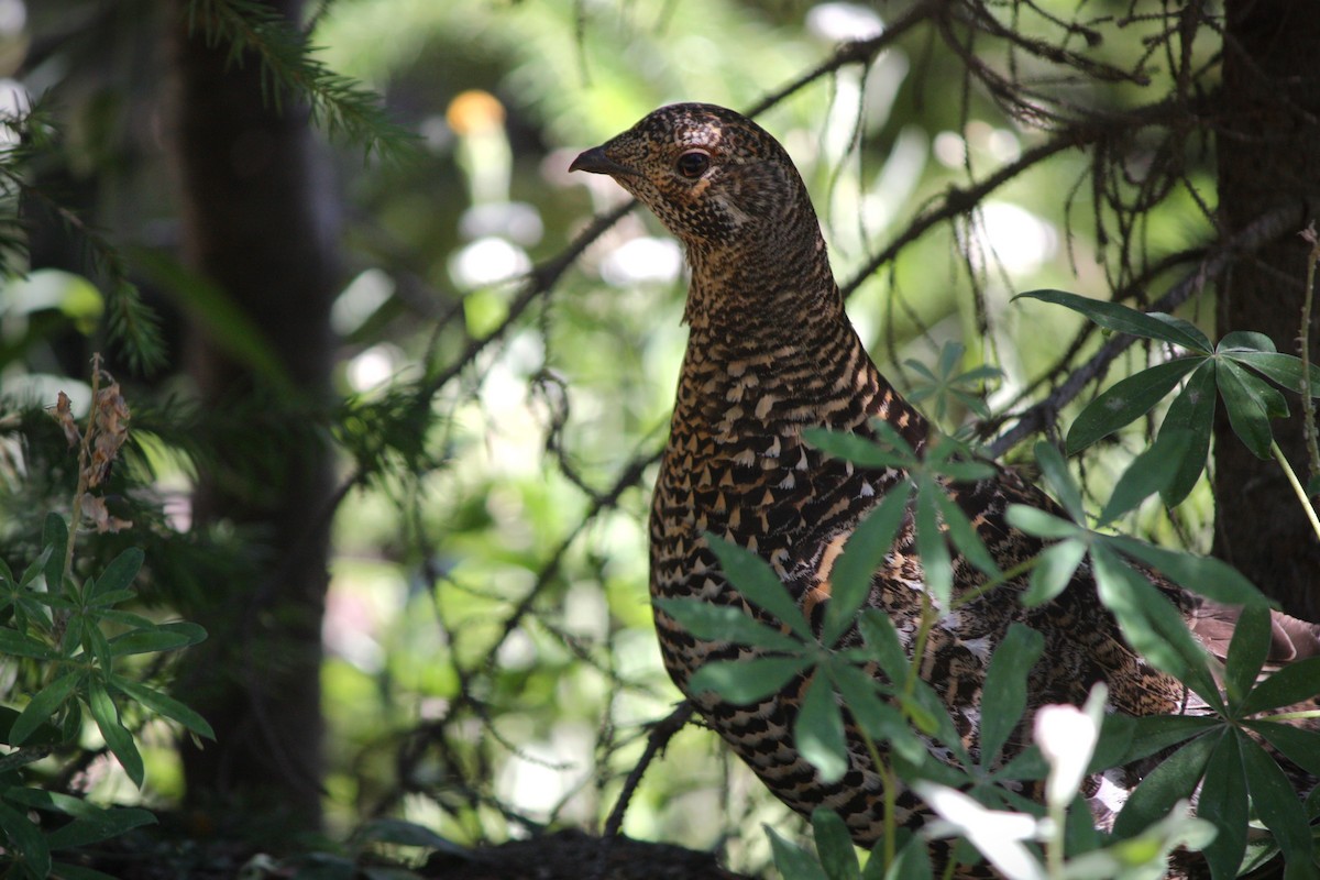 Spruce Grouse - ML622223108