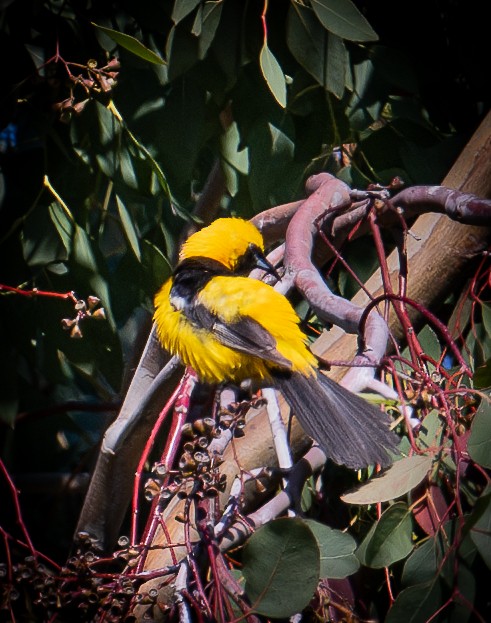 Hooded Oriole - ML622223125