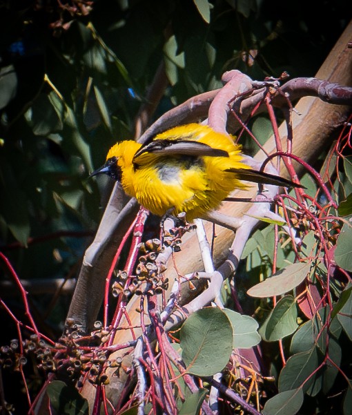 Hooded Oriole - ML622223129