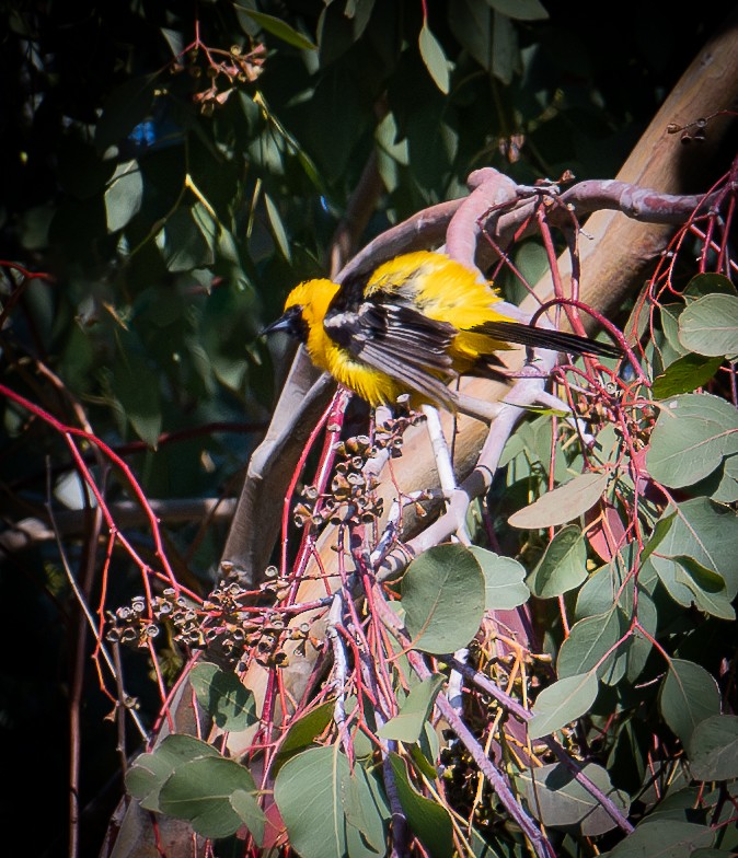 Hooded Oriole - francesca pastine