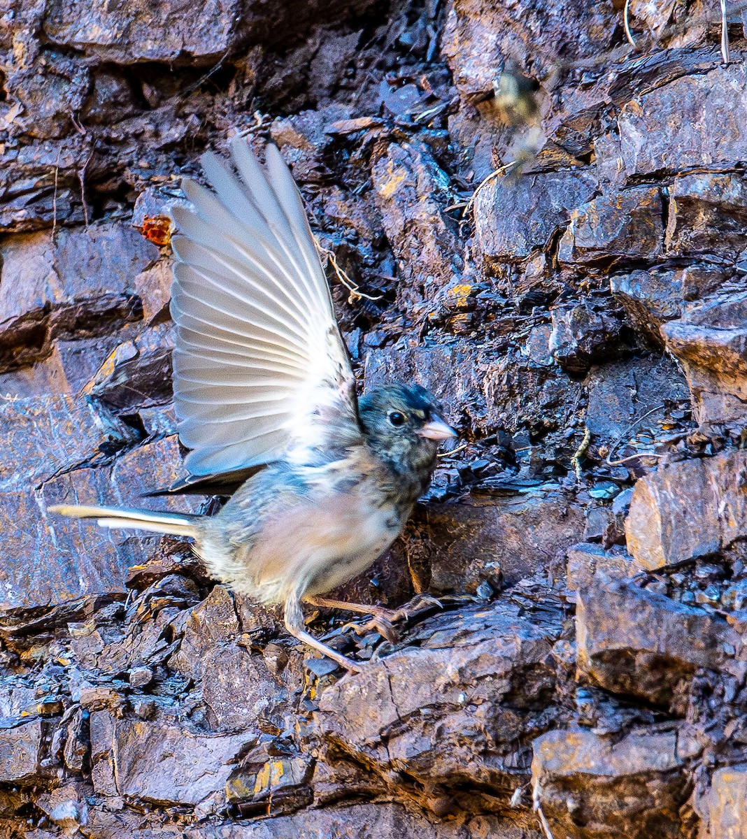 Dark-eyed Junco (Oregon) - ML622223160