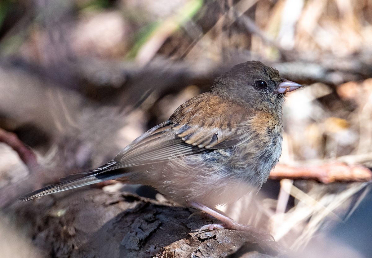 Dark-eyed Junco (Oregon) - francesca pastine