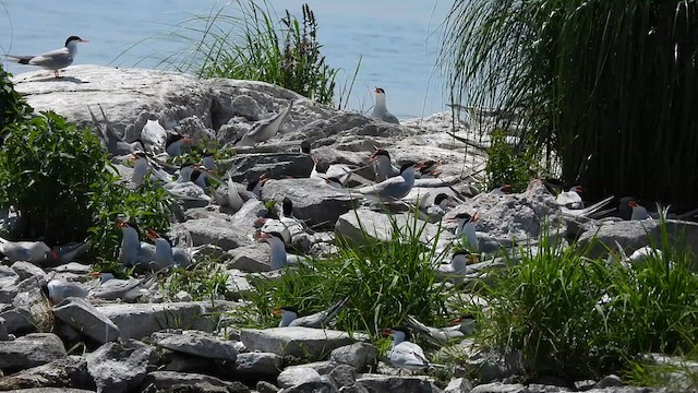 Common Tern - ML622223179