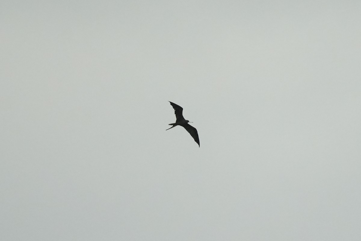 Magnificent Frigatebird - ML622223204