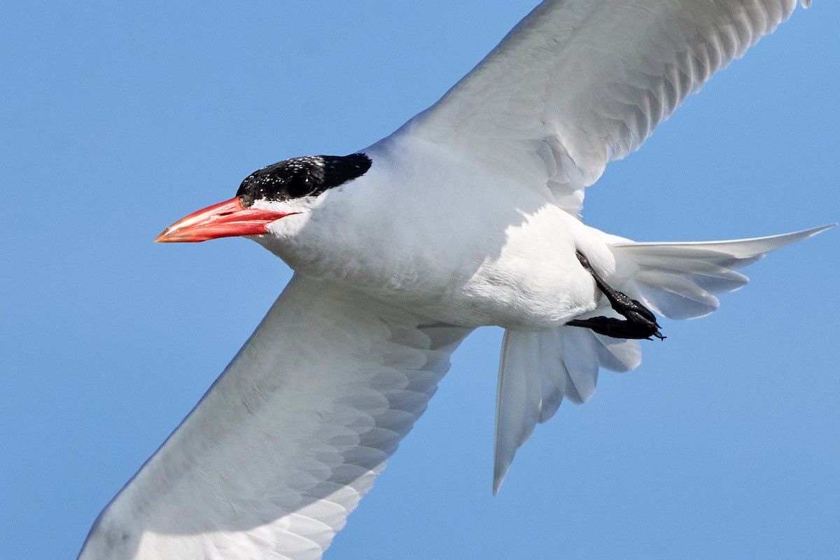 Caspian Tern - ML622223239