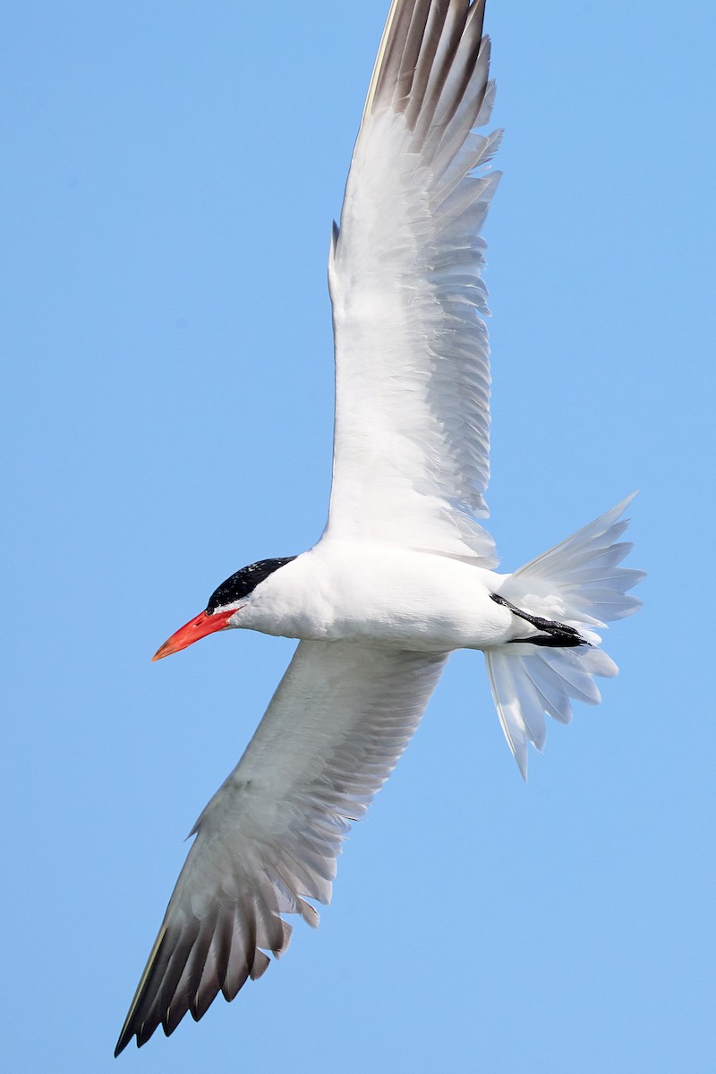 Caspian Tern - ML622223240