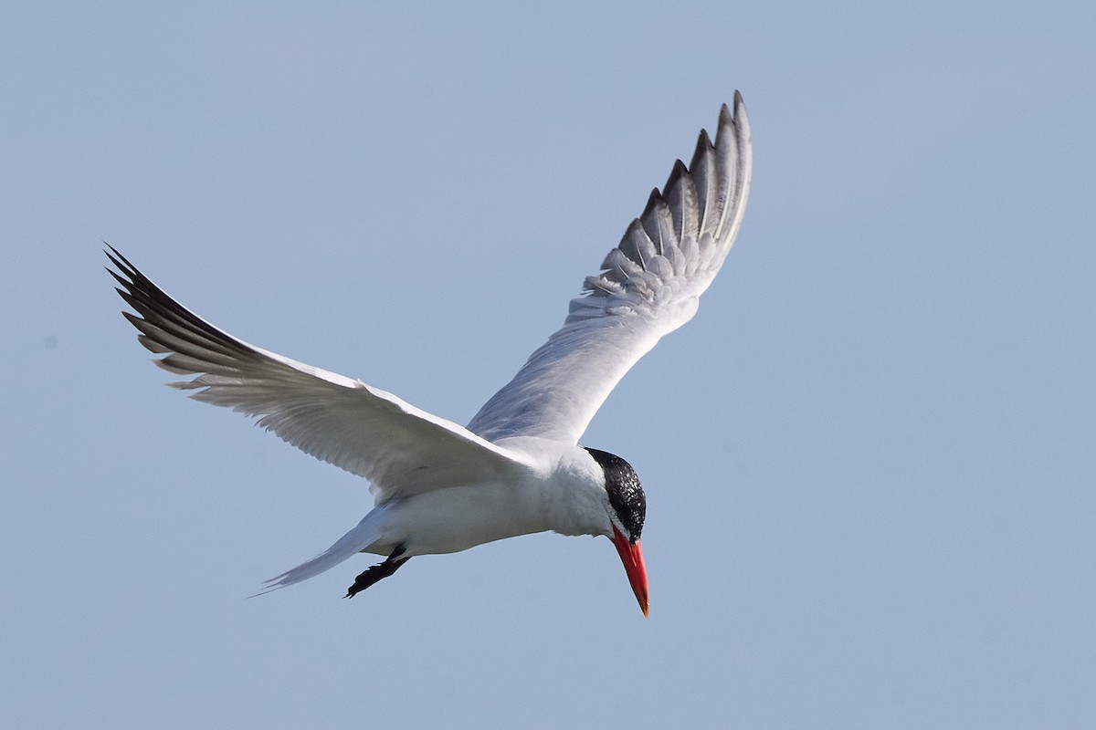 Caspian Tern - Ed Yong