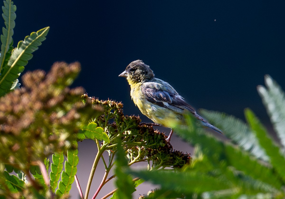 Lesser Goldfinch - ML622223242