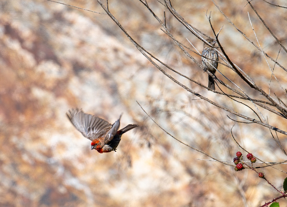 House Finch (Common) - ML622223247