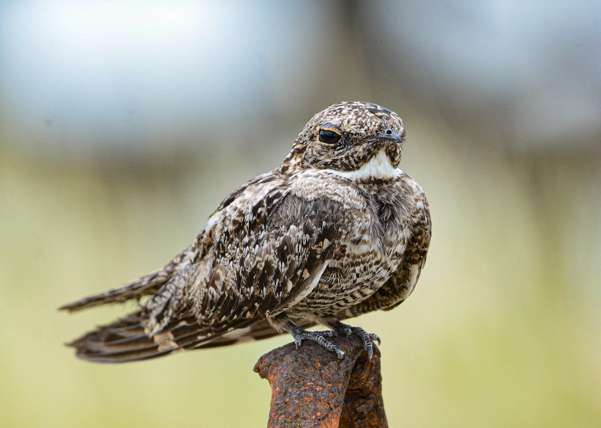 Lesser Nighthawk - ML622223277
