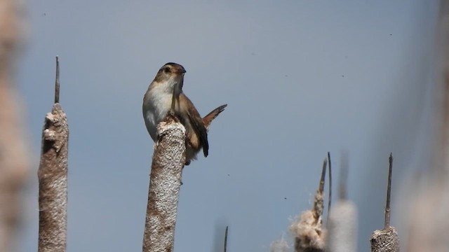 Marsh Wren - ML622223314