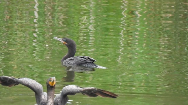 Neotropic Cormorant - ML622223352