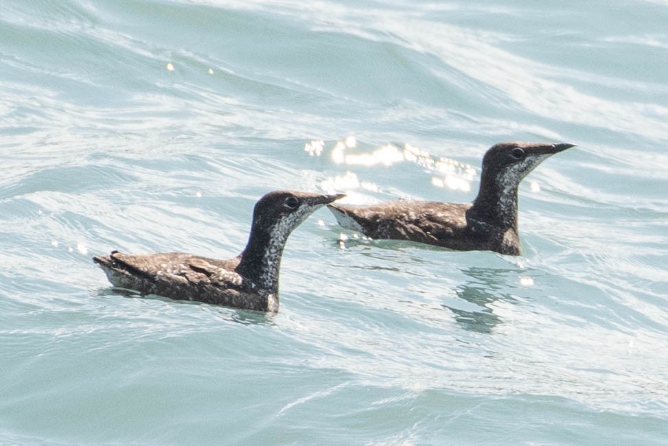 Long-billed Murrelet - ML622223452