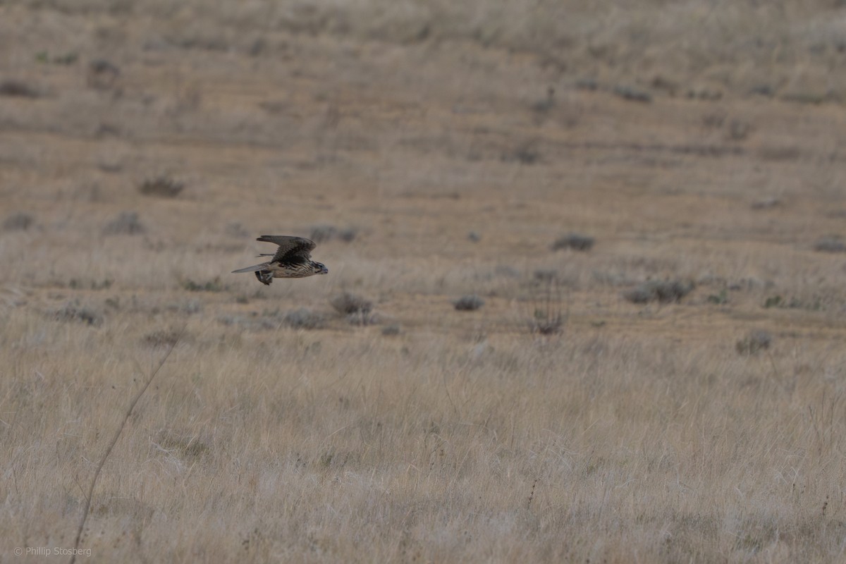 Prairie Falcon - ML622223515