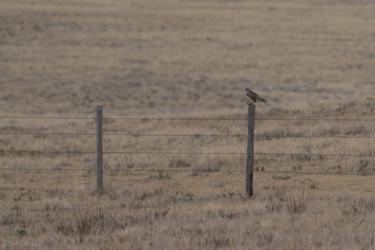 Prairie Falcon - ML622223516