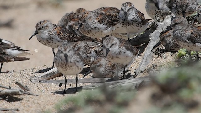 Western Sandpiper - ML622223544