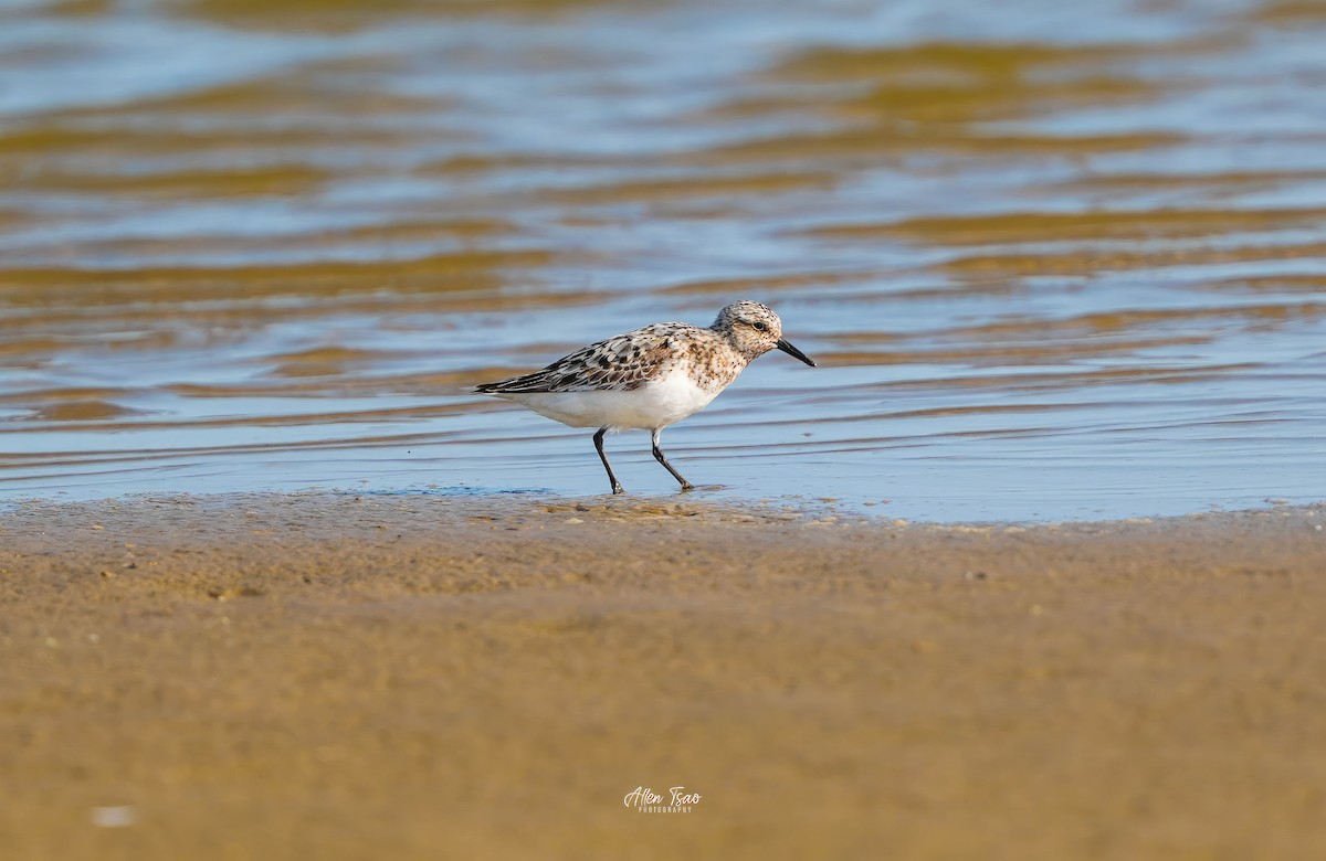 Bécasseau sanderling - ML622223744