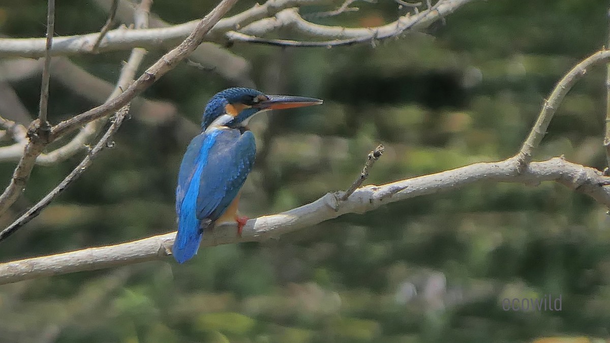 Common Kingfisher - ML622223795