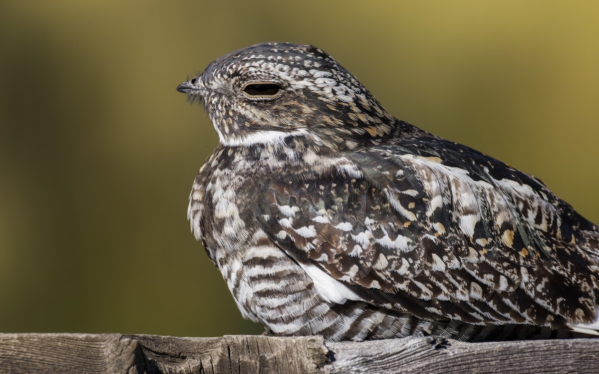 Common Nighthawk - ML622223810