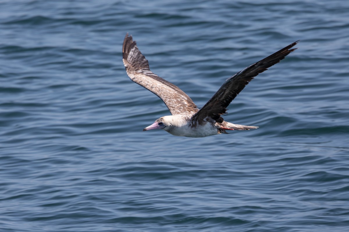 Red-footed Booby - ML622223842