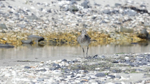 Willet (Eastern) - ML622223877