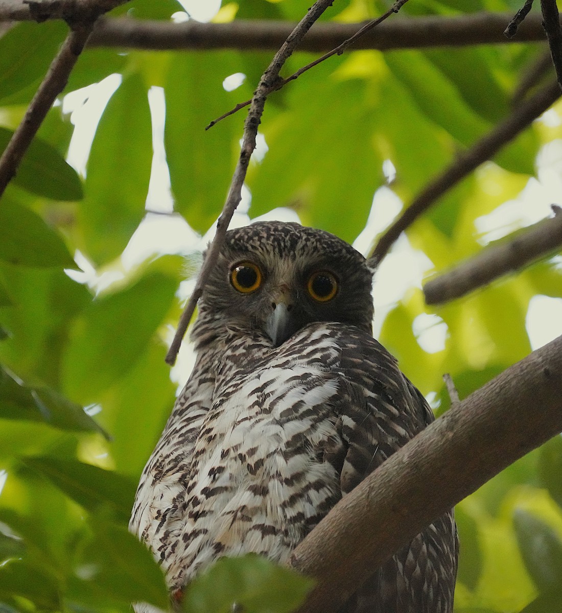 Powerful Owl - ML622223888