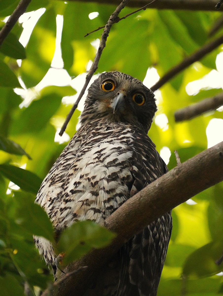 Powerful Owl - ML622223889