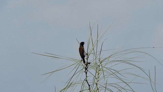 Tricolored Munia - ML622223906