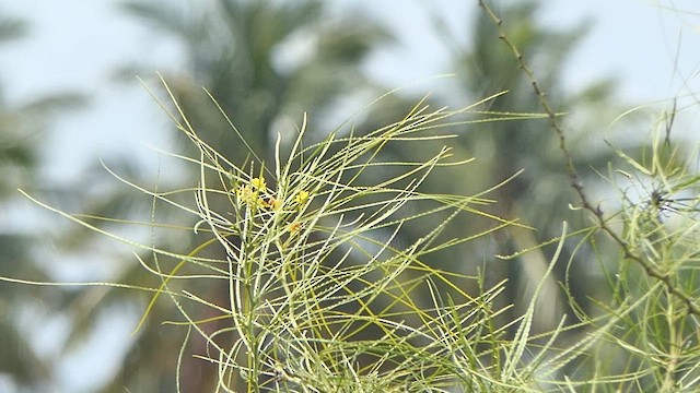 Tricolored Munia - ML622223908