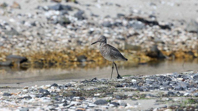 Willet (Eastern) - ML622223930