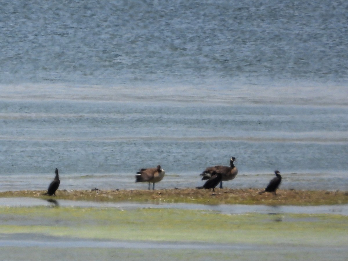 Double-crested Cormorant - ML622224029