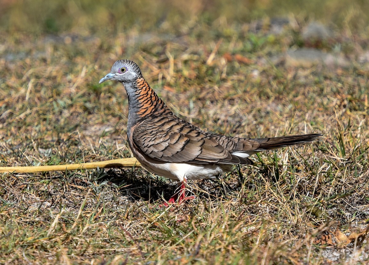 Bar-shouldered Dove - ML622224157