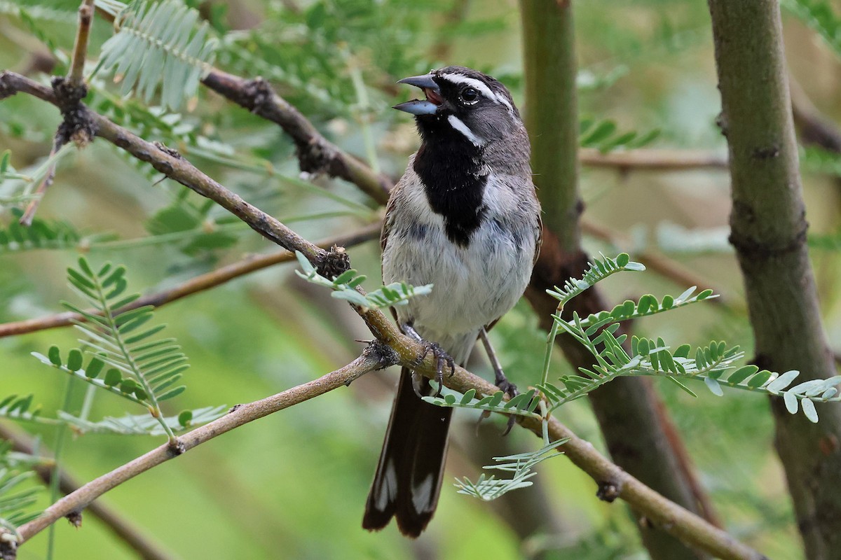 Black-throated Sparrow - Richard Fray