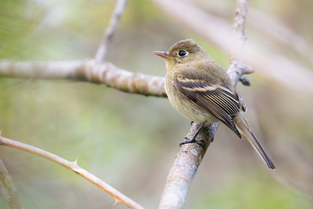 Western Flycatcher (Pacific-slope) - ML622224226