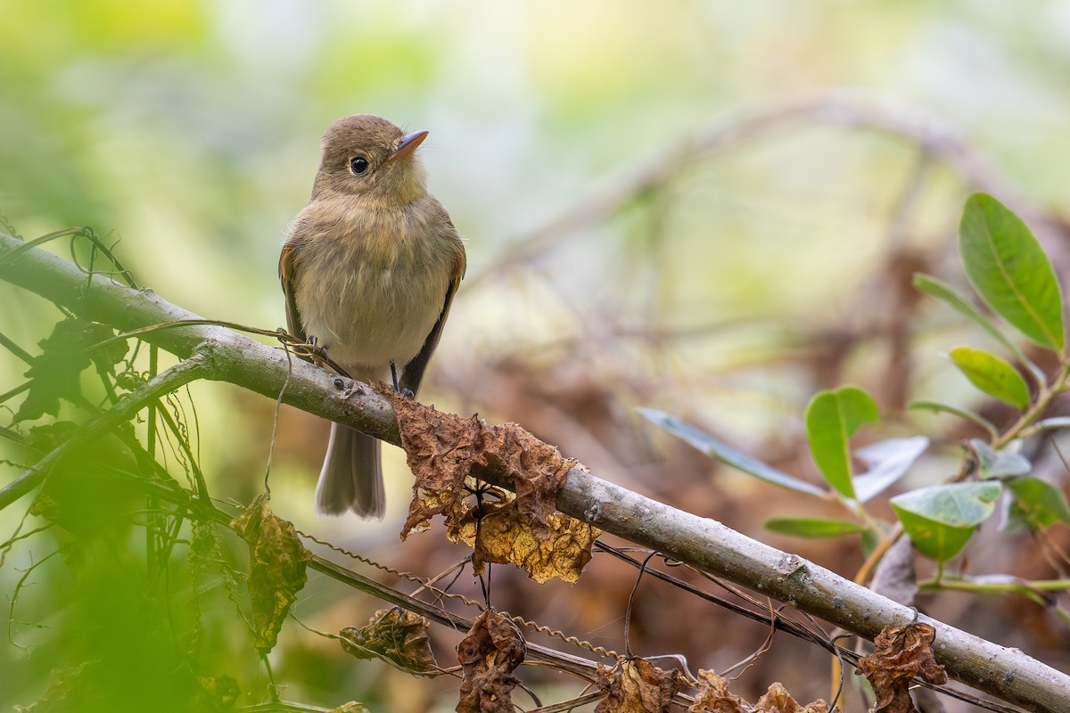Western Flycatcher (Pacific-slope) - ML622224227