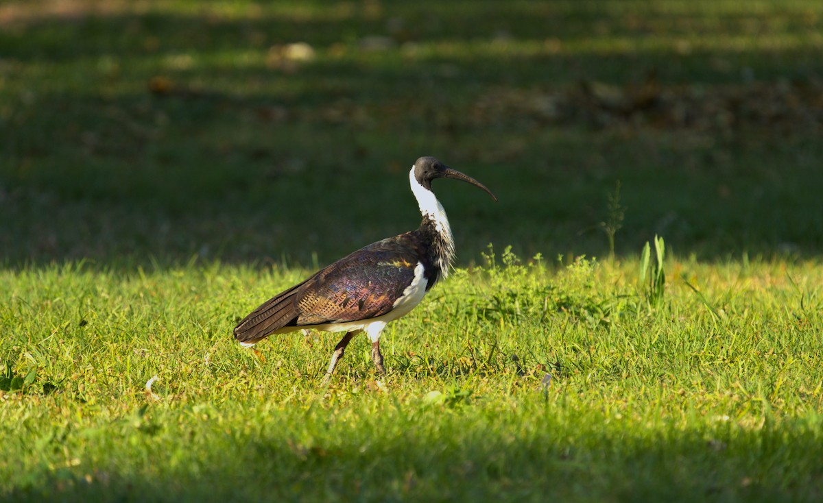 Straw-necked Ibis - ML622224235