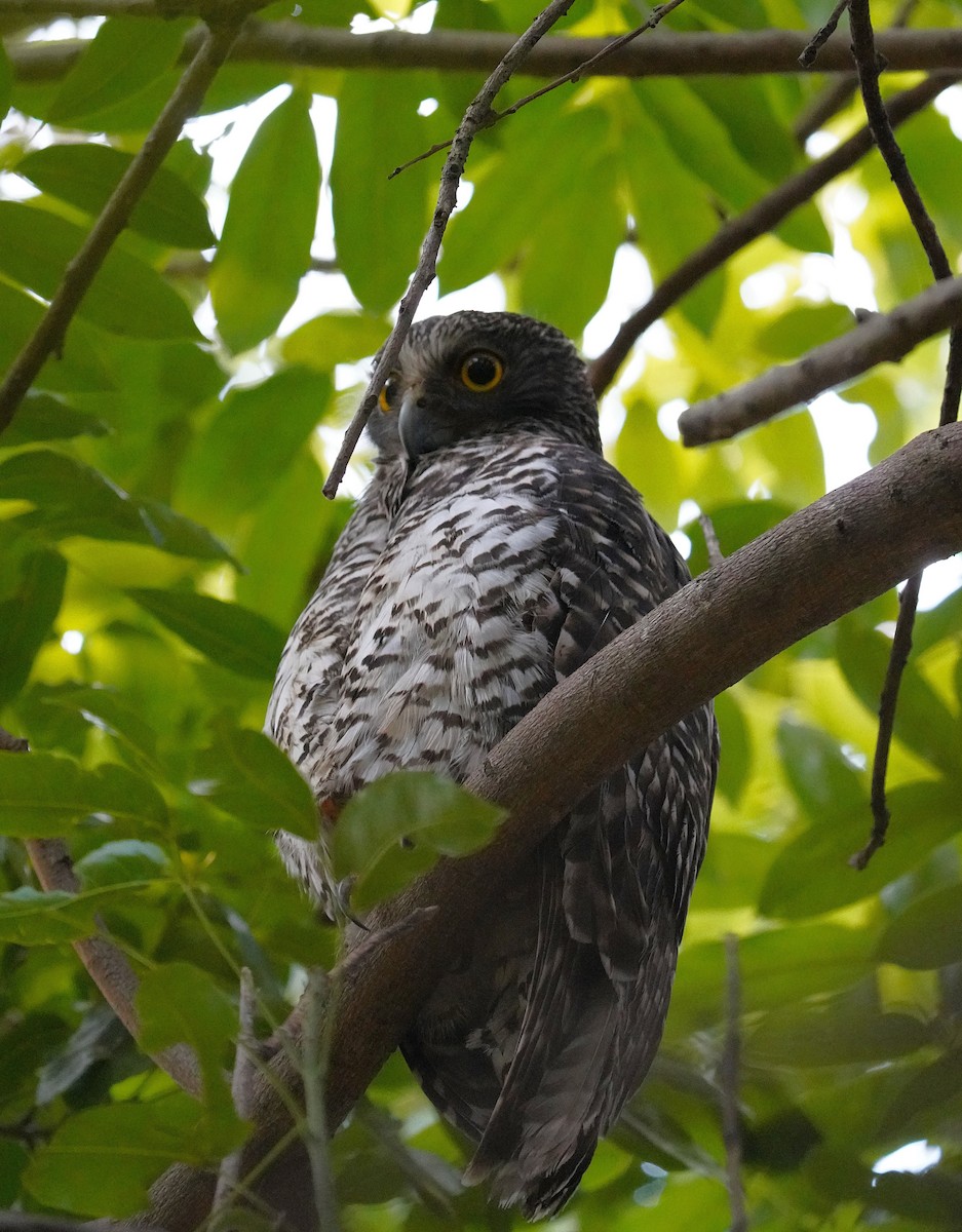 Powerful Owl - ML622224253