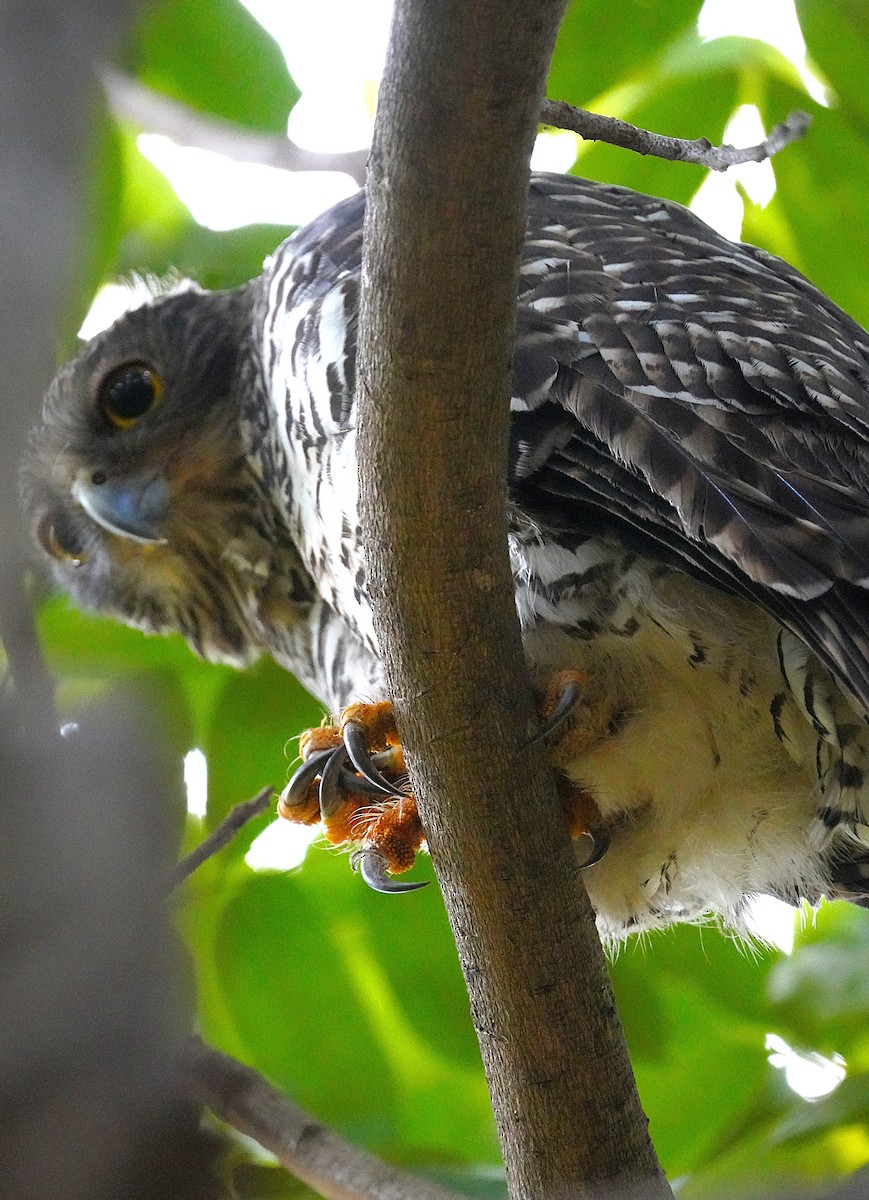 Powerful Owl - ML622224254