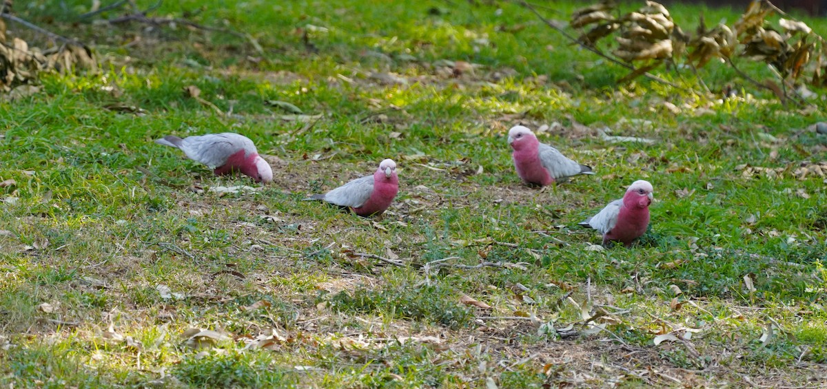 Galah - ML622224260