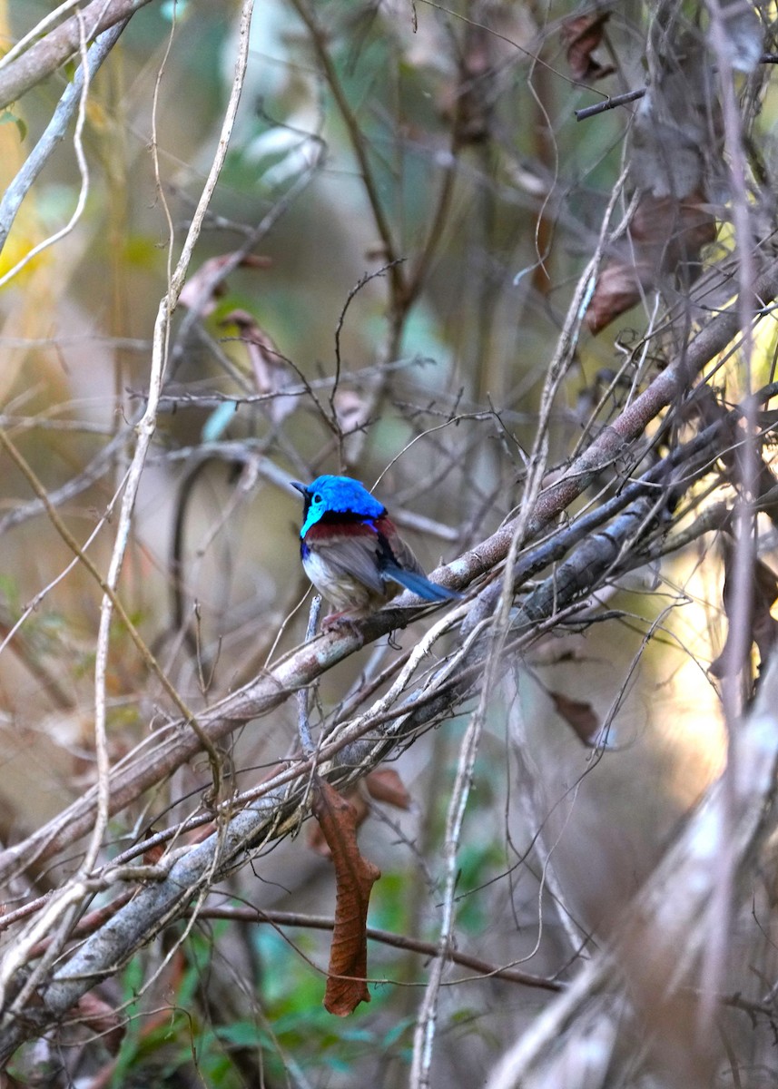 Variegated Fairywren - ML622224262