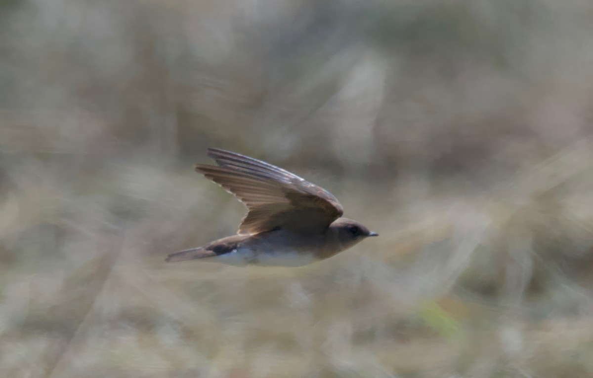 Northern Rough-winged Swallow - ML622224275