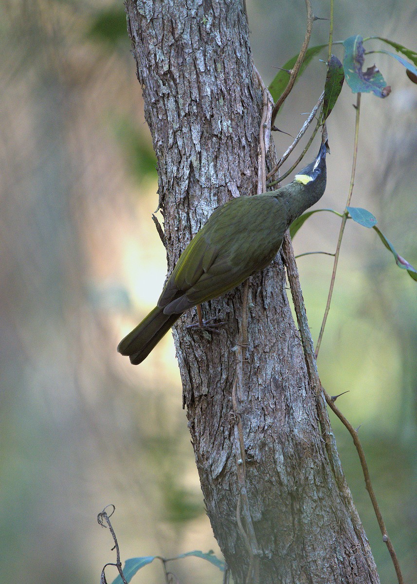 Lewin's Honeyeater - ML622224279