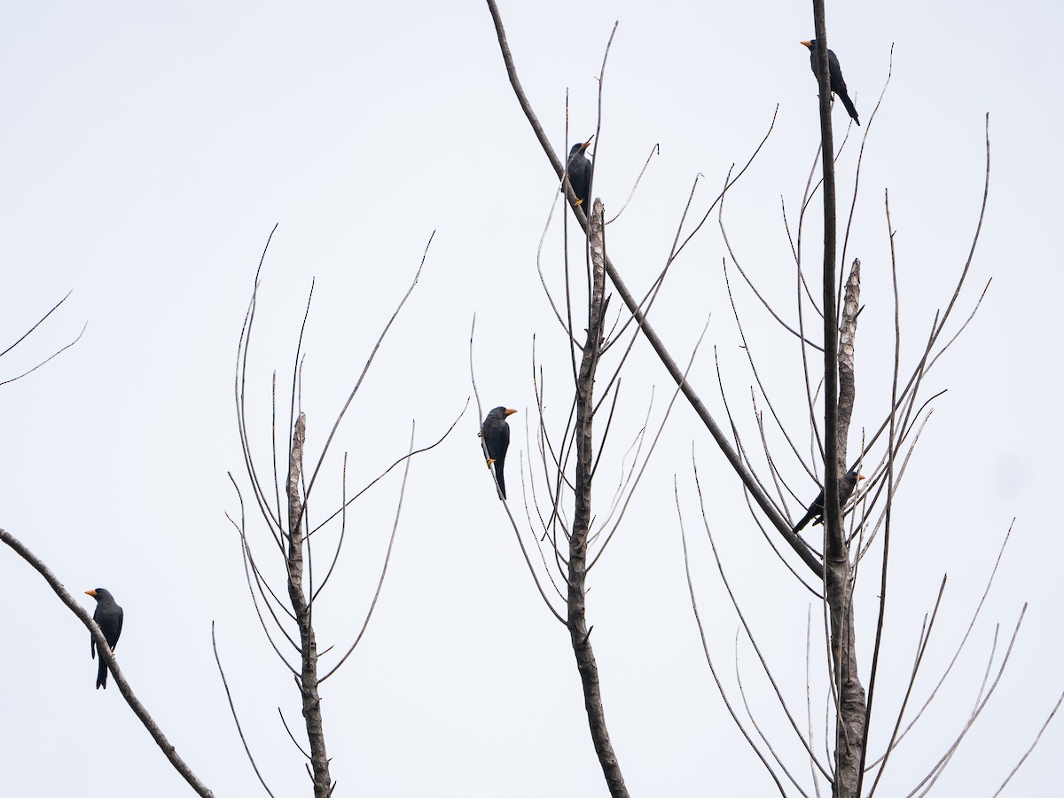 Finch-billed Myna - ML622224329