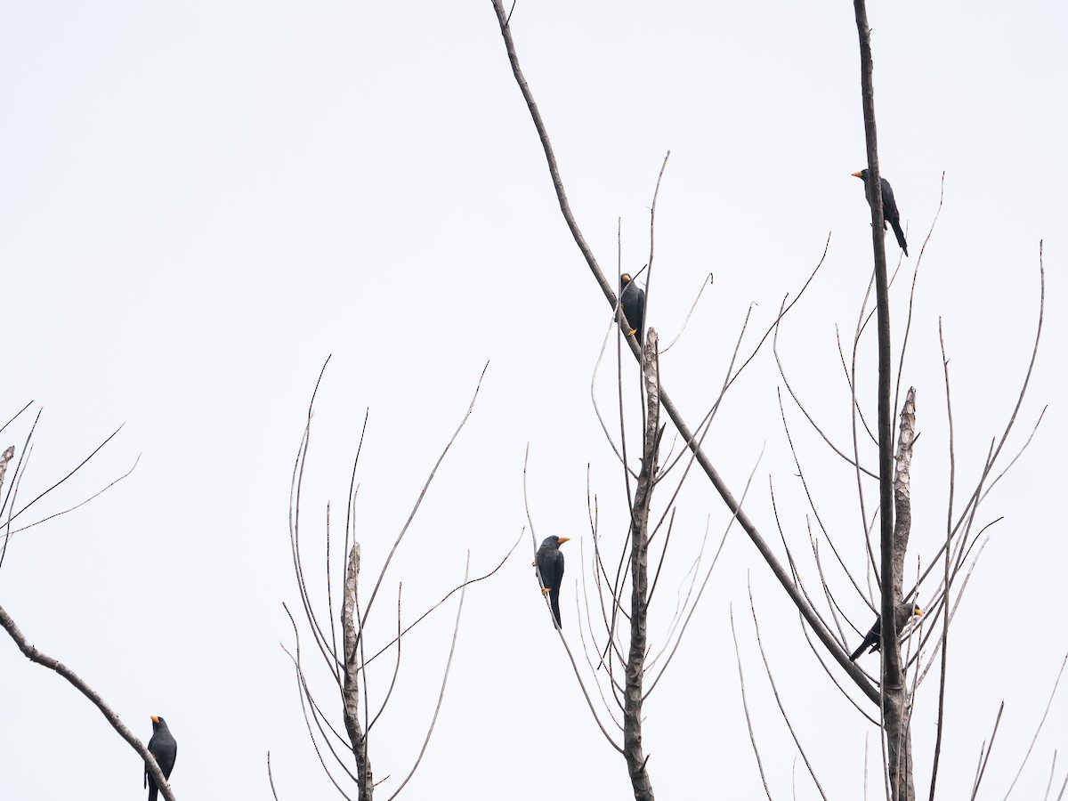 Finch-billed Myna - ML622224336