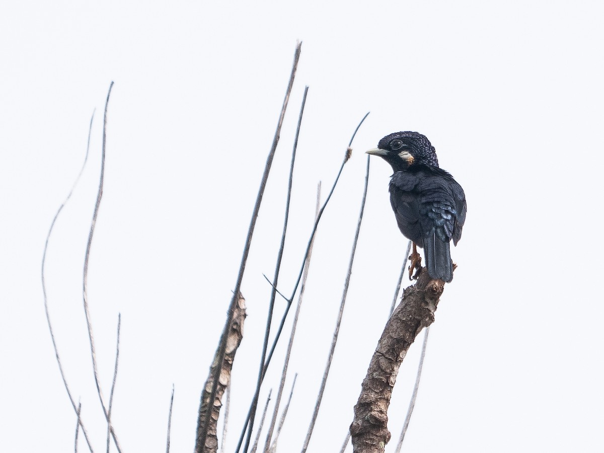 Sulawesi Myna - Geoff Lim