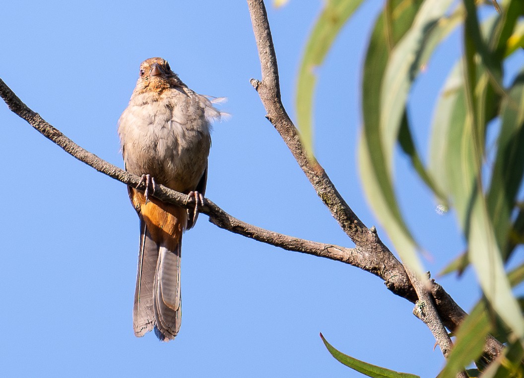 California Towhee - ML622224361